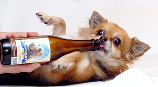 Illustration for article titled The Strange History of Bottled Drinks Marketed to Dogs and Cats